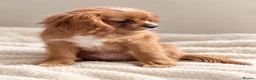 Cavalier King Charles Spaniel dogs for sale: Beautiful KC Registered Litter - Advert 4