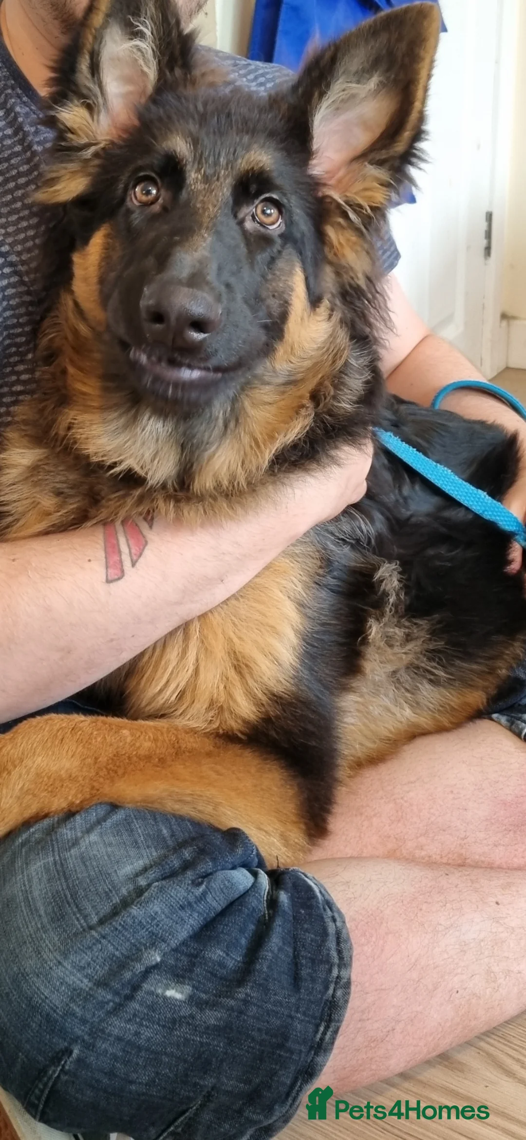 German Shepherd dogs for sale: German Shepherd - Reluctant Rehoming - Advert 2