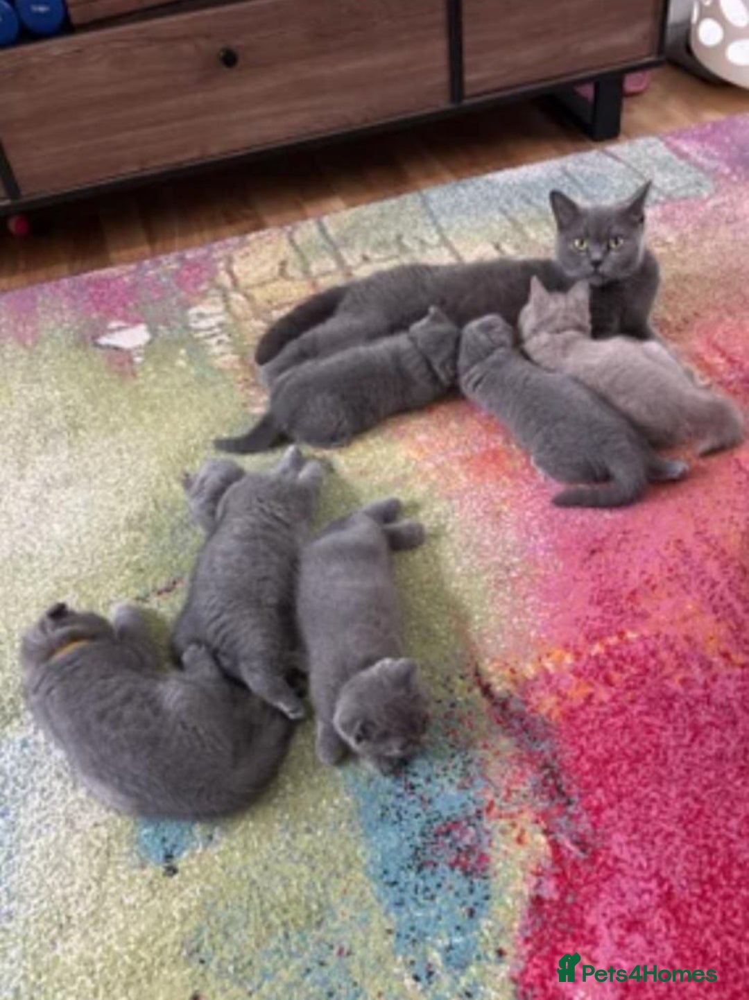 British Shorthair cats for sale: 6-Month-Old British Shorthair / Scottish fold - Advert 2