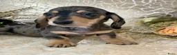 Miniature Dachshund dogs for sale: KC Smooth Coat Miniature Dachshunds - Advert 15