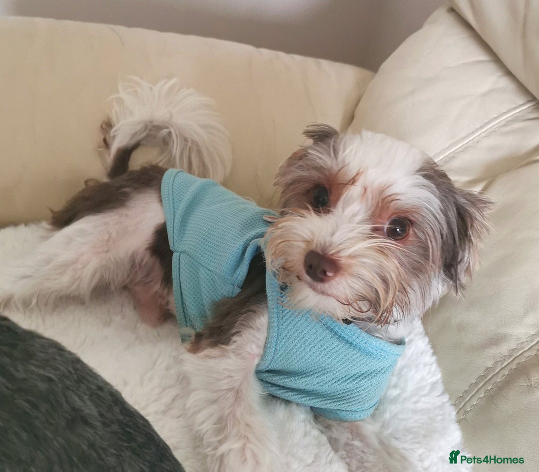 Yorkshire Terrier dogs for stud: Stud! Yorkshire terrier biro full pedigree  - Advert 2