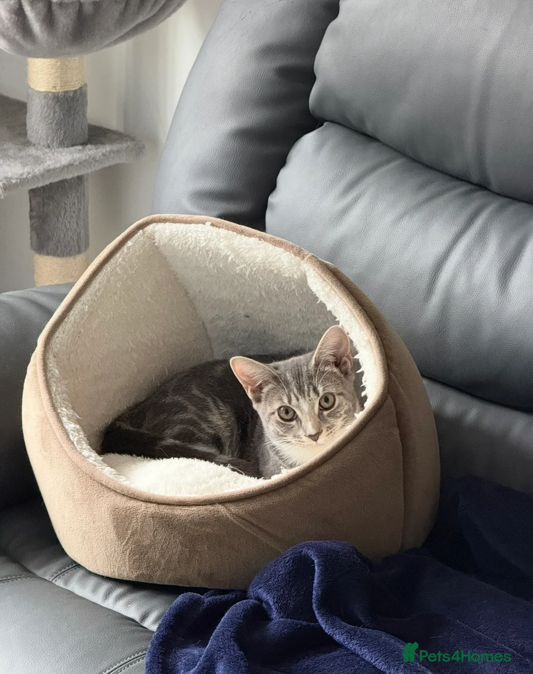 Domestic Shorthair cats for sale: Sweet Romi looking for loving home  - Advert 6