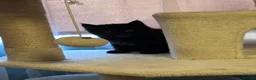 Mixed Breed cats for sale: Beautiful little kittens - Advert 5