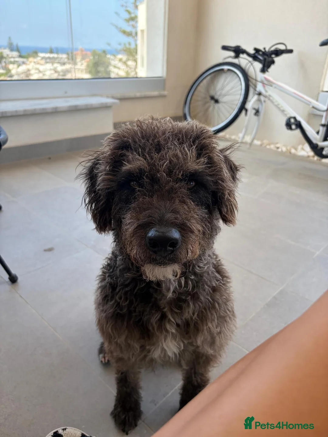 Mixed Breed dogs for sale: Milo is looking for a family  in London - Advert 6