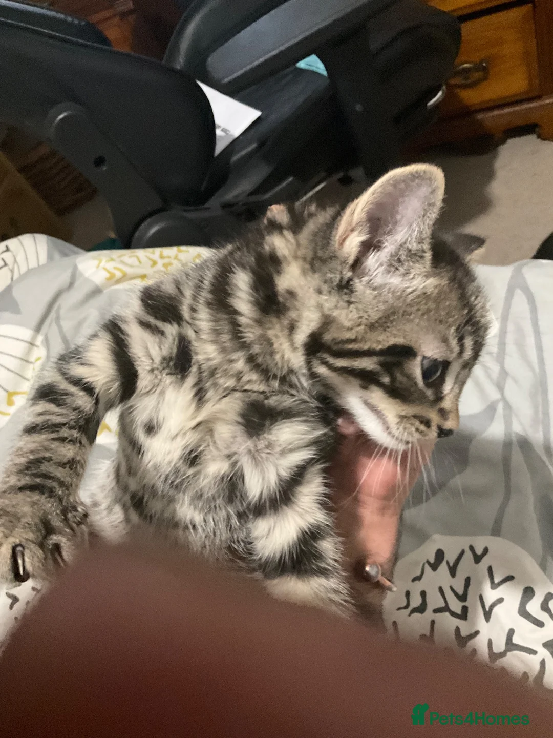 Arabian Mau cats for sale: New litter - Advert 1