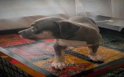 American Bully dogs for sale: Beautiful Tri colour American bully puppy’s  - Image 6