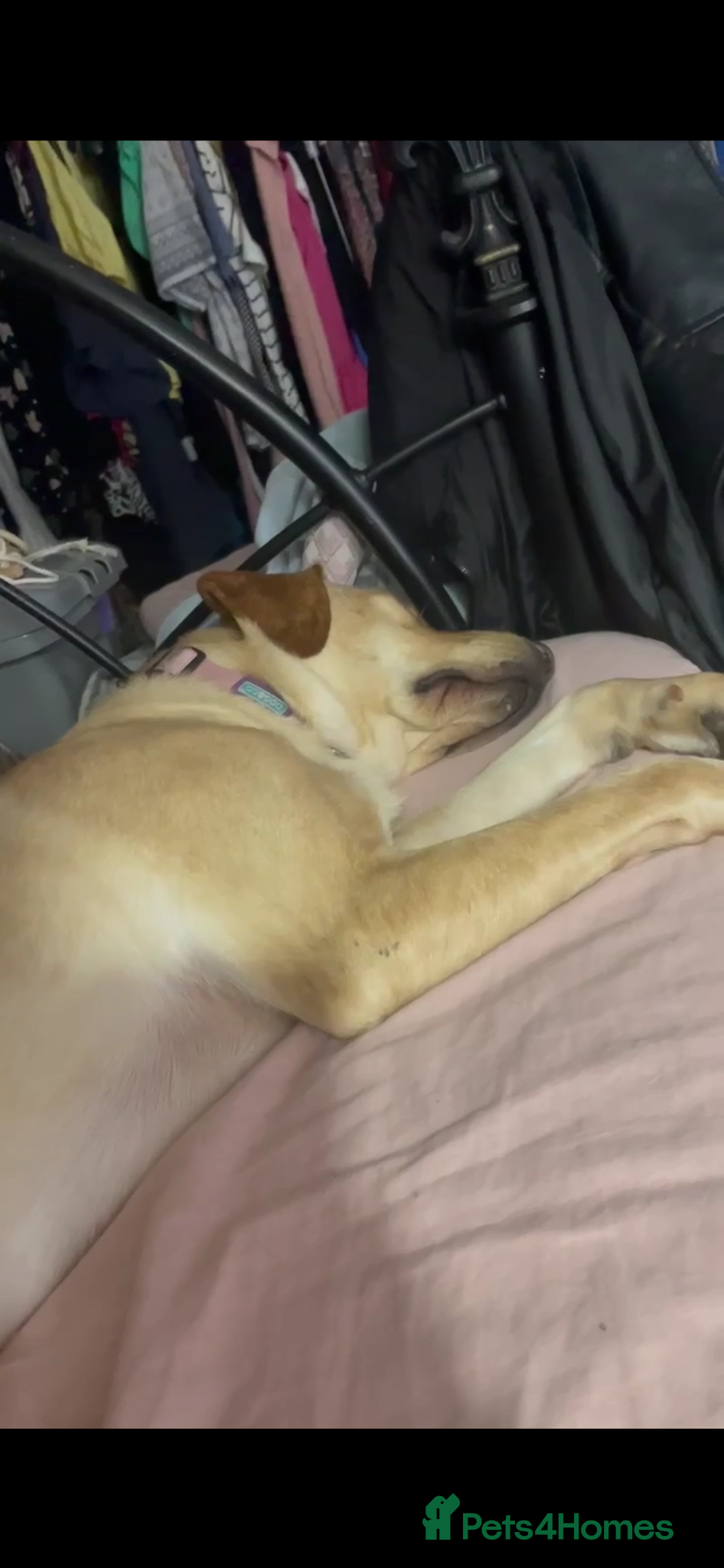 Labrador Retriever dogs Lovely lab bitch  - Advert 15