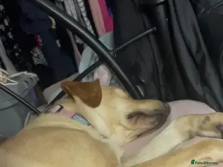 Labrador Retriever dogs Lovely lab bitch - Advert 15