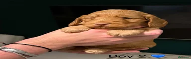 GOLDEN BOY 