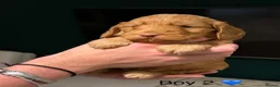 Cockapoo dogs for sale: Cockapoos  - Advert 6