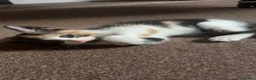 Mixed Breed cats for sale: gorgeous boys in Mansfield - Advert 20