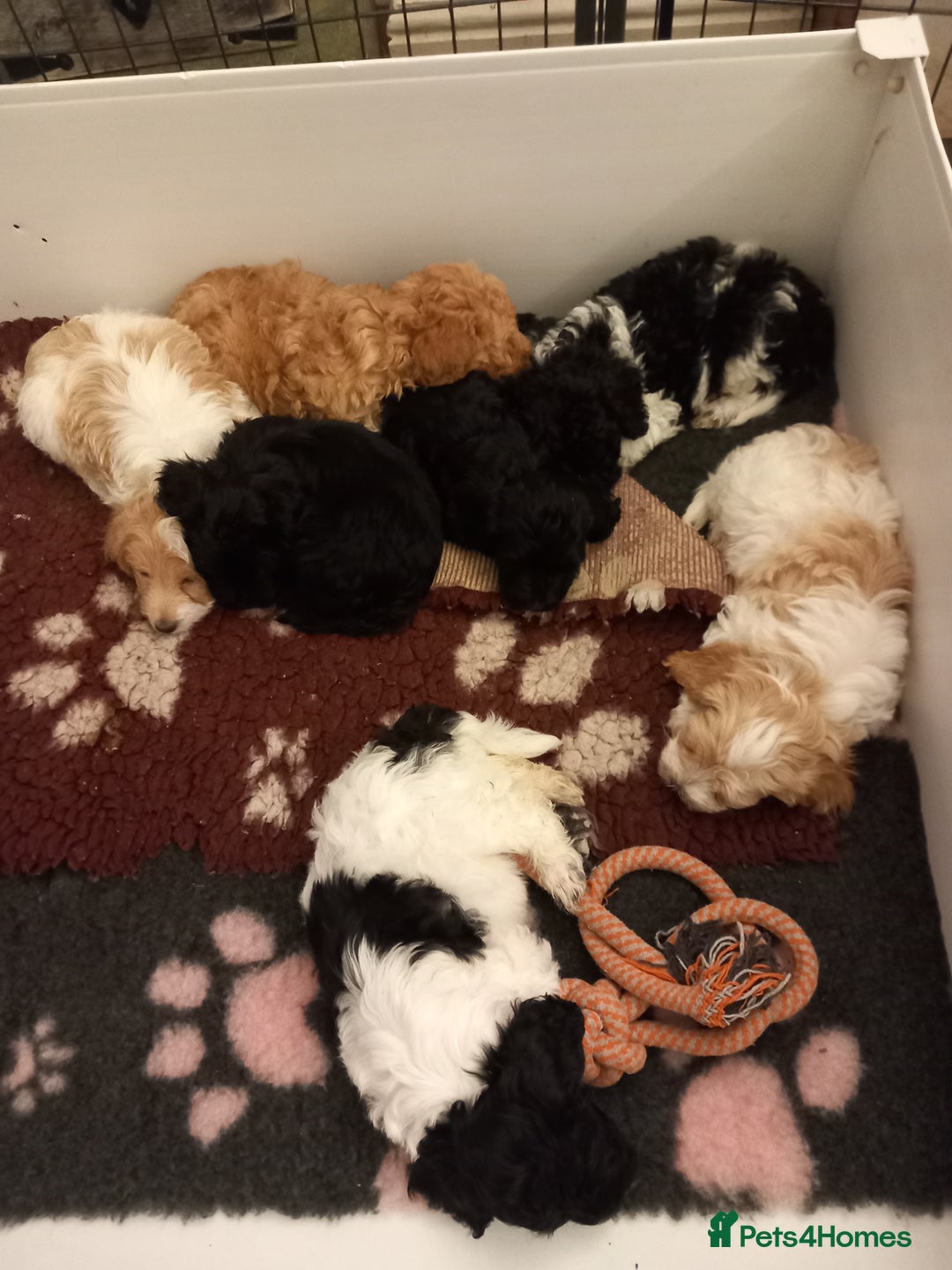 Cockapoo dogs for sale: Beautiful cockapoo puppies  - Advert 9