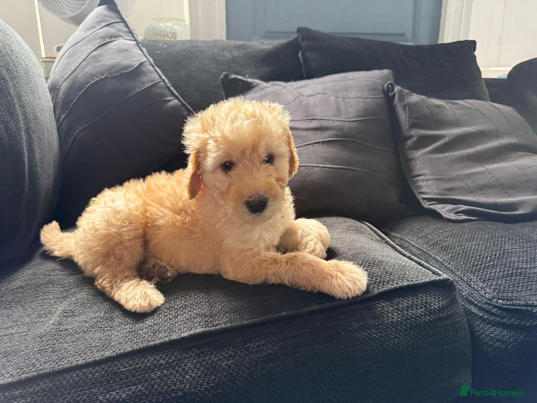 Goldendoodle dogs for sale: F1B Goldendoodle Puppies from a Therapy Dog - Image 5