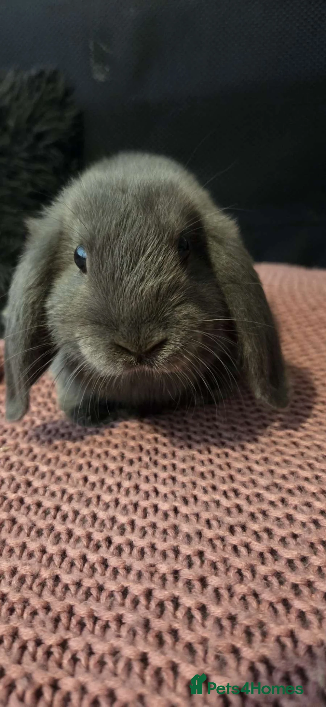 Mini Lop rabbits for sale: 1 male mini lop left  - Advert 6