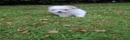 Maltipom dogs for sale: Gorgeous Maltipom Puppies in Mauchline - Advert 5