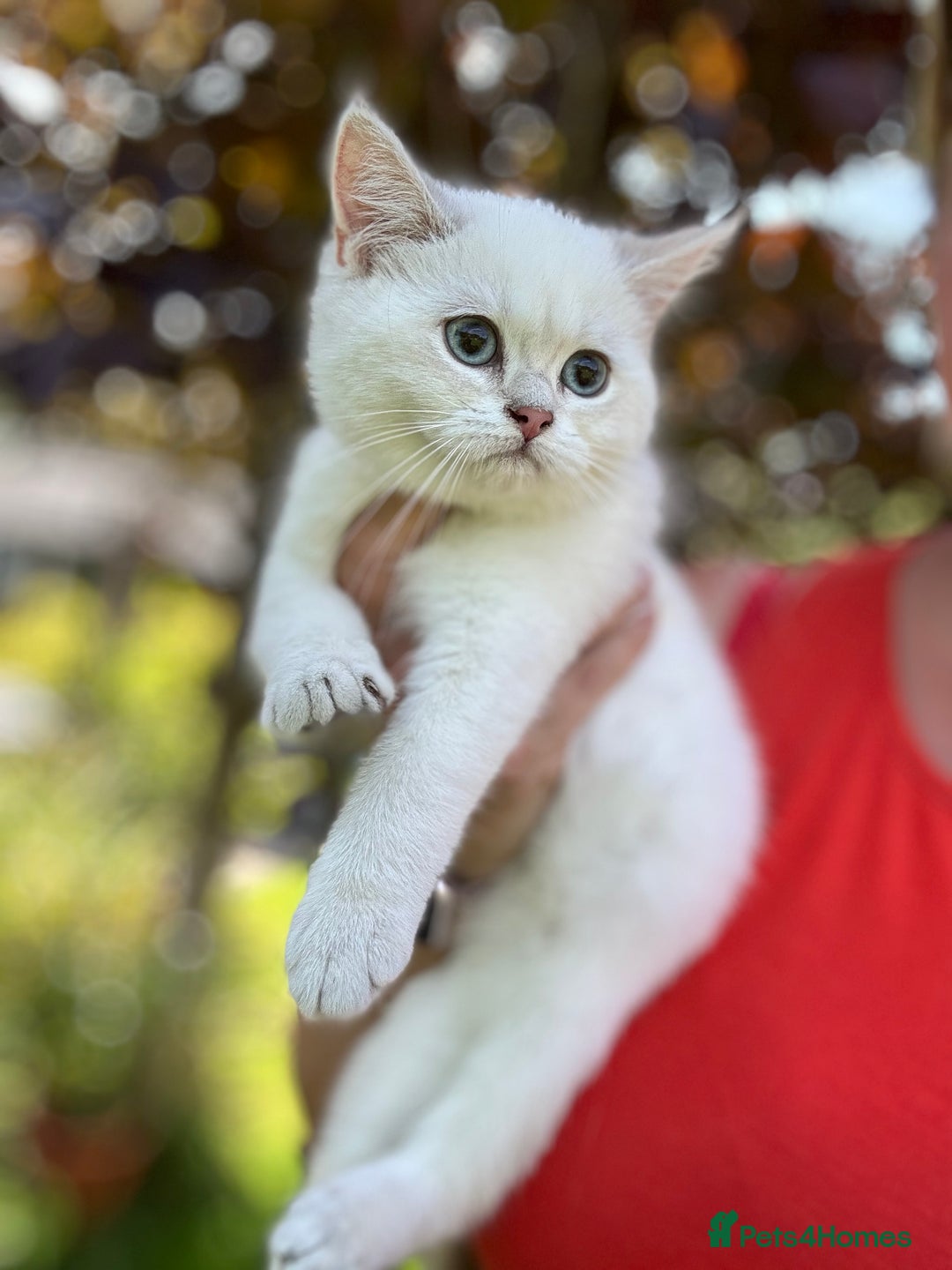 British Shorthair cats for sale: Colourpoints BSH active & non-active available - Image 17