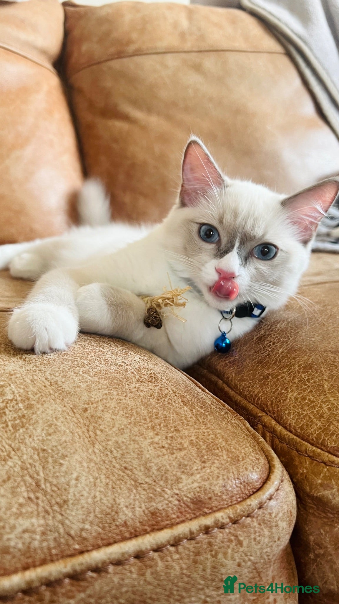 Ragdoll cats 🐈Pedigree Ragdoll Champion line 🏆 GCCF kitten - Advert 5