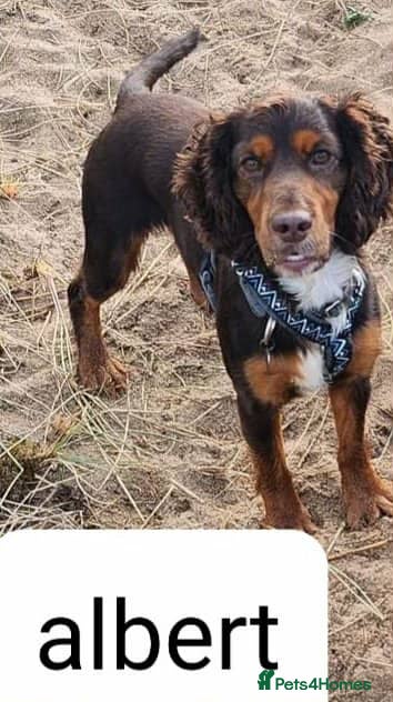 Cocker Spaniel dogs 5 year old cocker spaniel - Advert 3