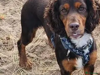 Cocker Spaniel dogs 5 year old cocker spaniel - Advert 6