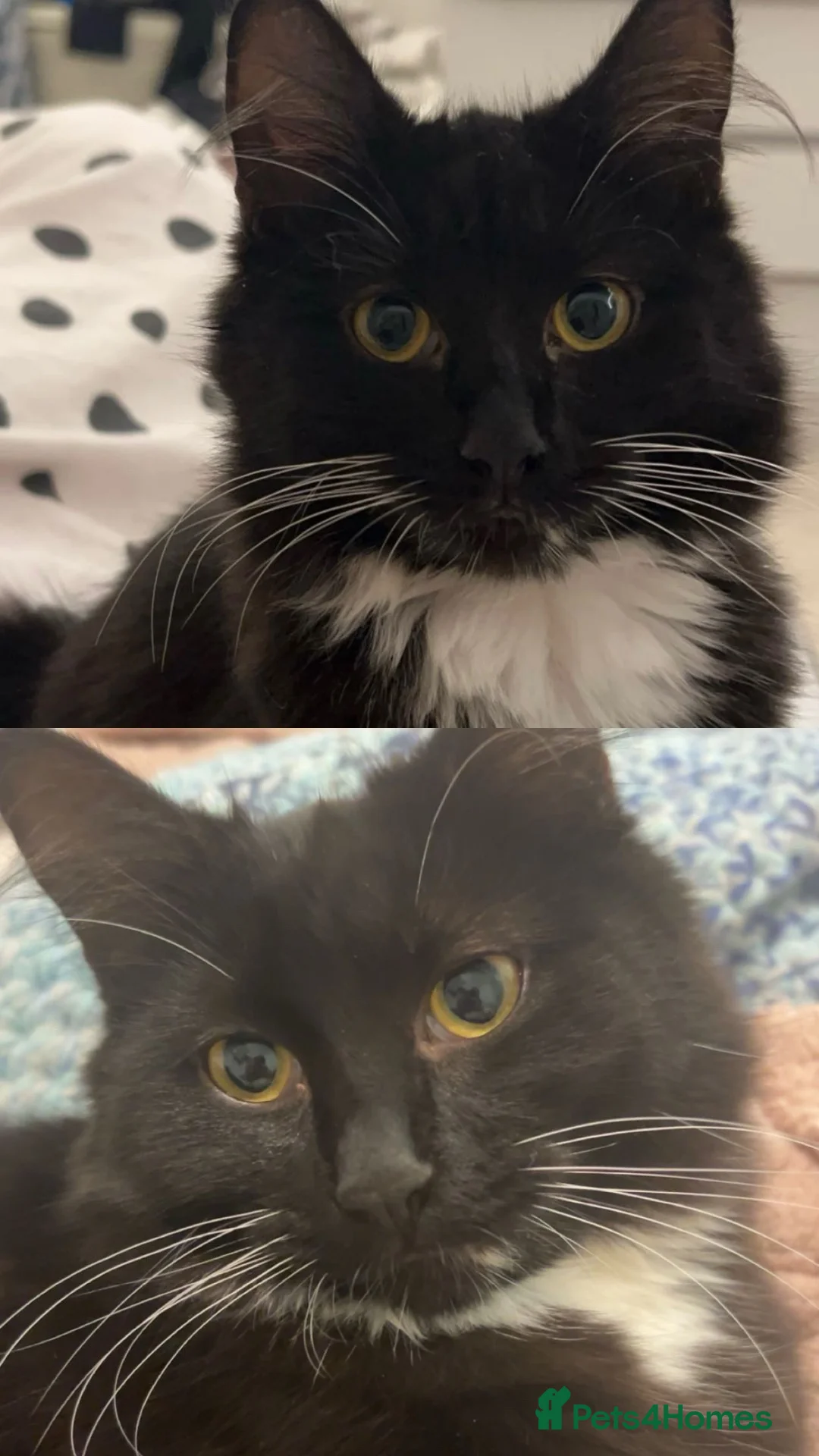 Mixed Breed cats for sale: Beautiful kittens for sale  - Advert 1