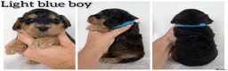 Cockapoo dogs for sale: Beautiful F1b Cockapoo puppies - Advert 6