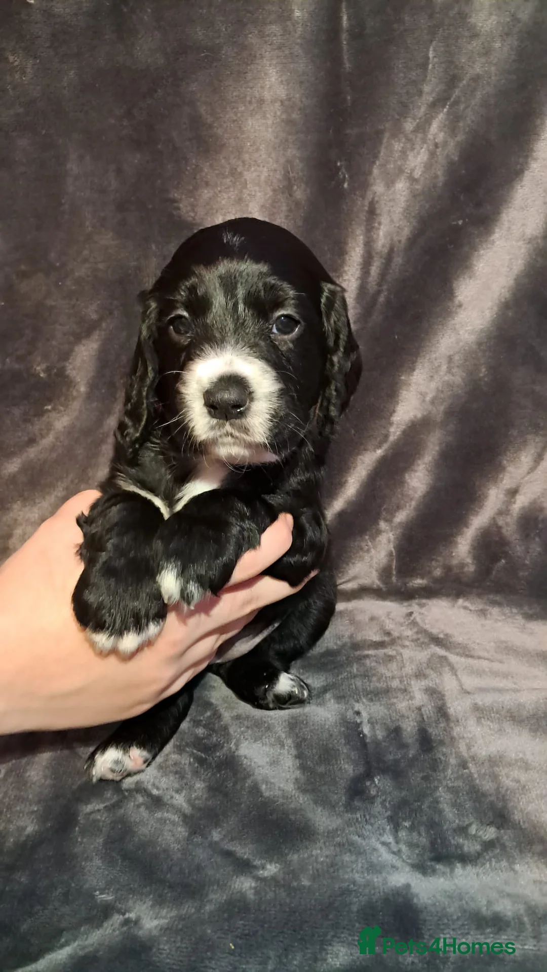 Cocker Spaniel dogs for sale: Adorable Cocker spaniel puppies  - Advert 7