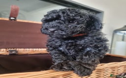Shihpoo dogs for sale: Shihpoo puppies  - Image 6