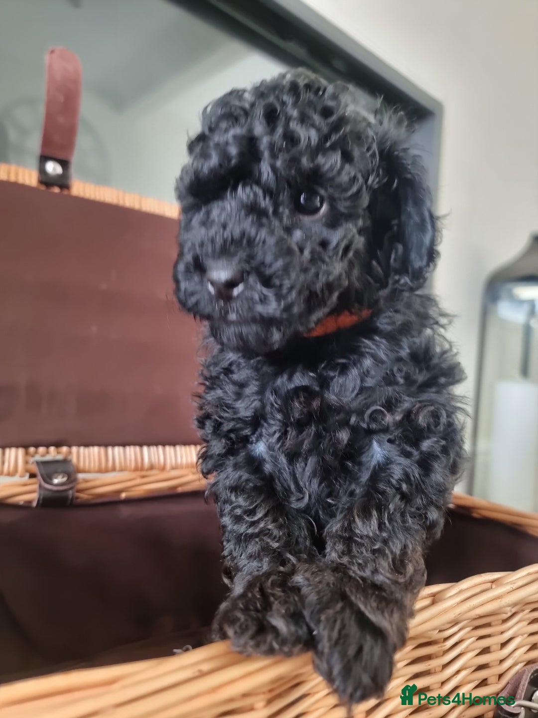 Shihpoo dogs for sale: Shihpoo puppies  - Image 6
