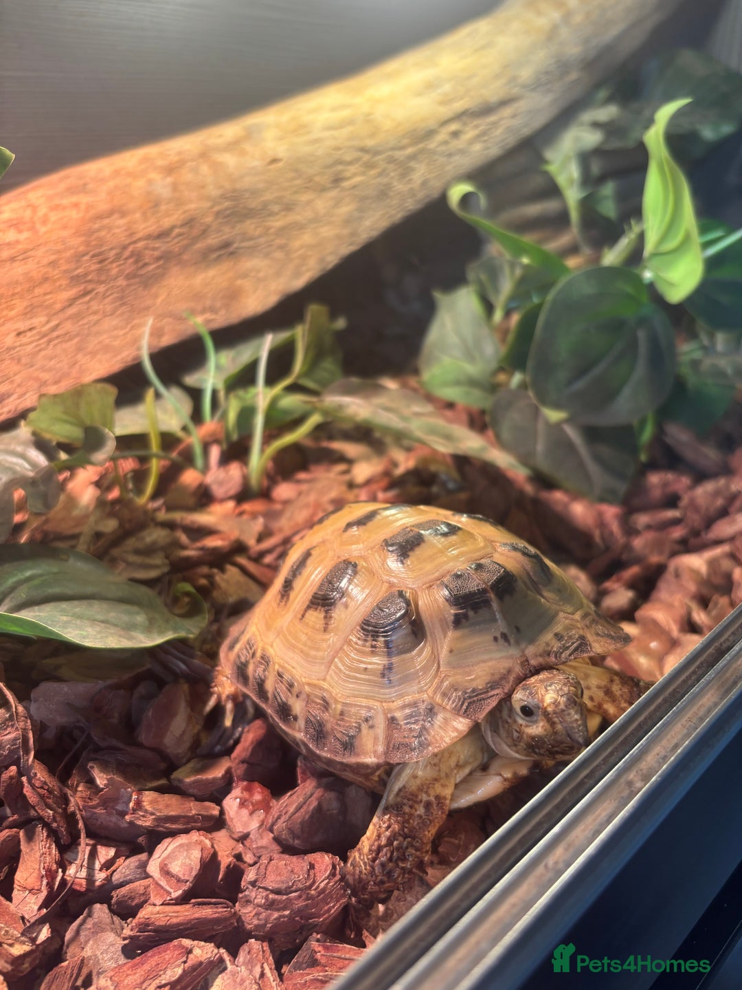Tortoise reptiles for sale: Horsefield Tortoise  - Image 2