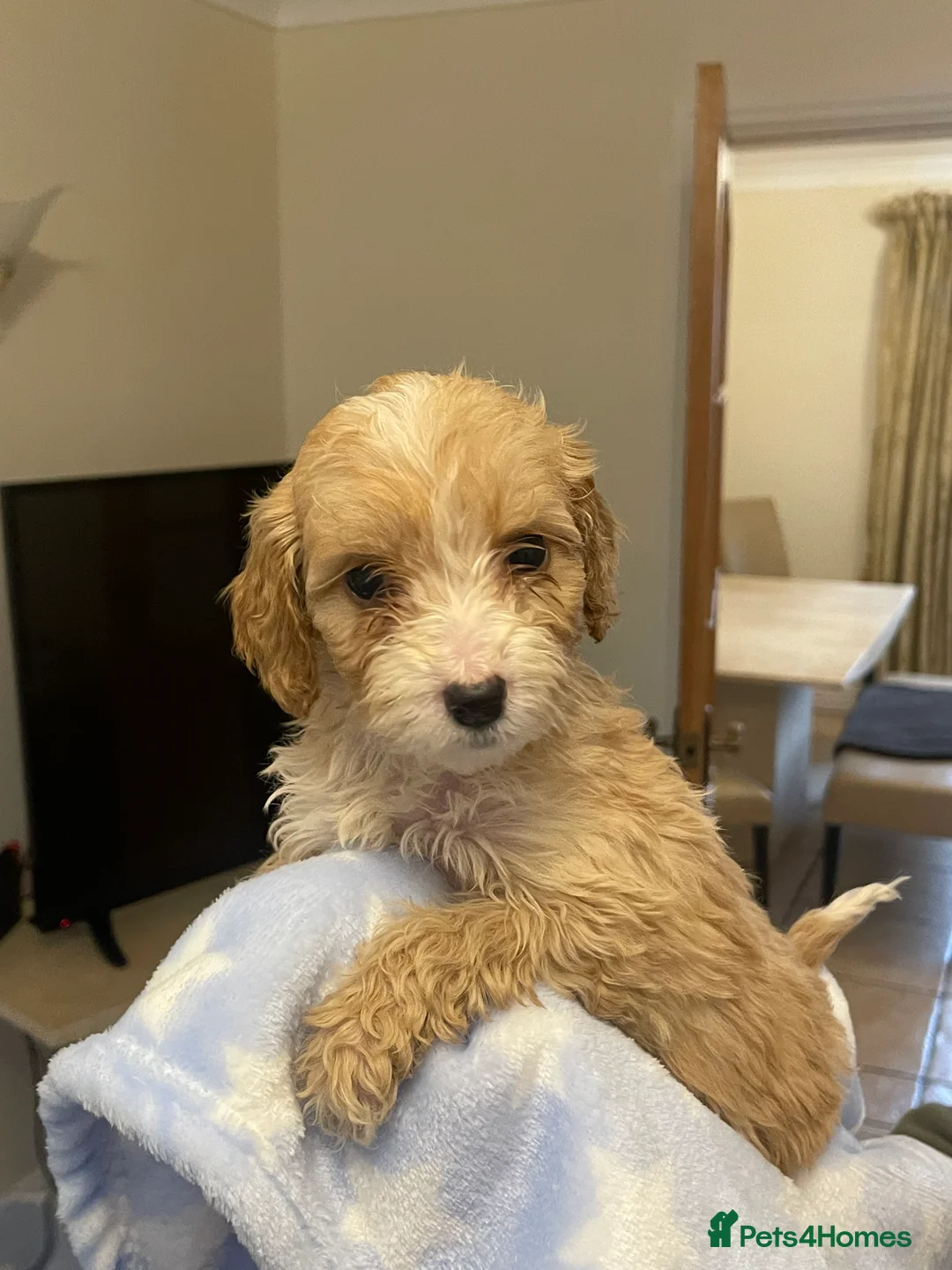 Cockapoo dogs for sale:  Cockapoo Puppies Ready for Loving Homes  - Advert 27