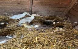 Ducks poultry for sale: Runner ducks for sale - Image 1