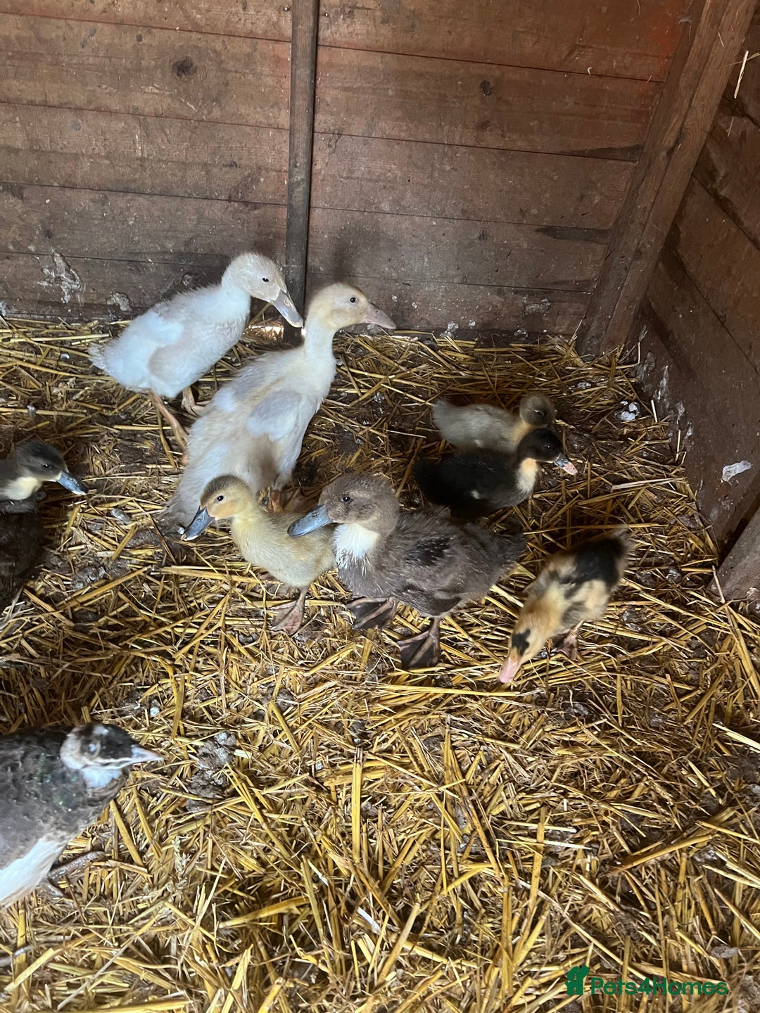 Ducks poultry for sale: Runner ducks for sale - Image 1
