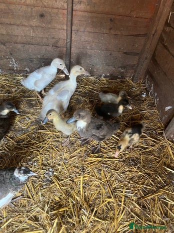 Ducks poultry - Advert 15