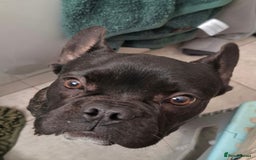 French Bulldog dogs for sale: Loving home needed - Image 6