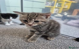 Mixed Breed cats for sale: Beautiful litter of 5 kittens  - Image 9