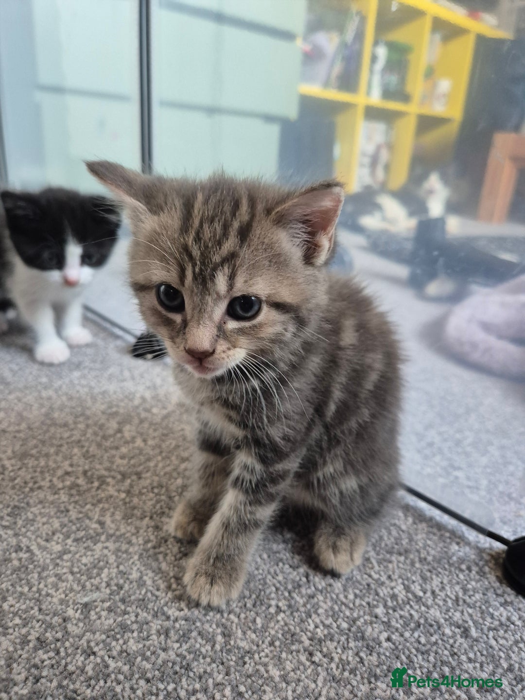 Mixed Breed cats for sale: Beautiful litter of 5 kittens  - Image 9