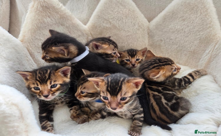 Bengal cats Tica register Bengal Kittens 😸  - Advert 2