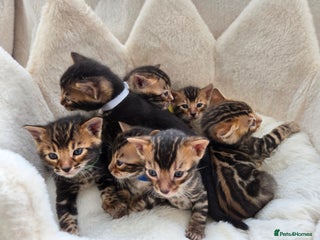Bengal cats Tica register Bengal Kittens 😸 - Advert 1