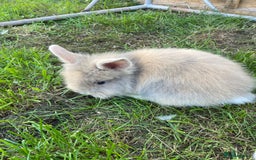 Lionhead rabbits for sale: Lion head  - Image 21