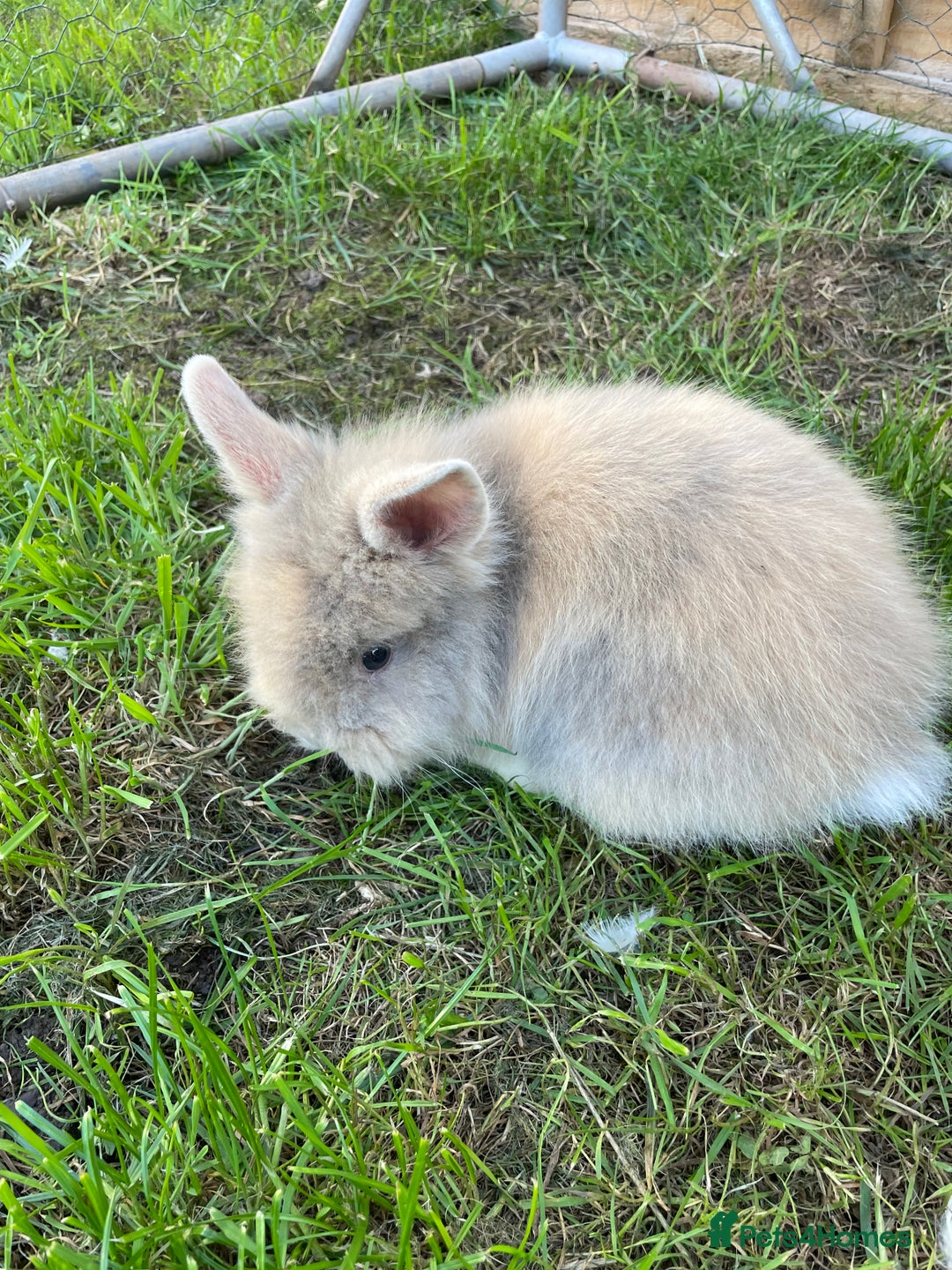 Lionhead rabbits for sale: Lion head  - Image 21