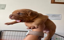 Dogue De Bordeaux dogs for sale: KC reg Dogue de Bordeaux puppies  - Image 22