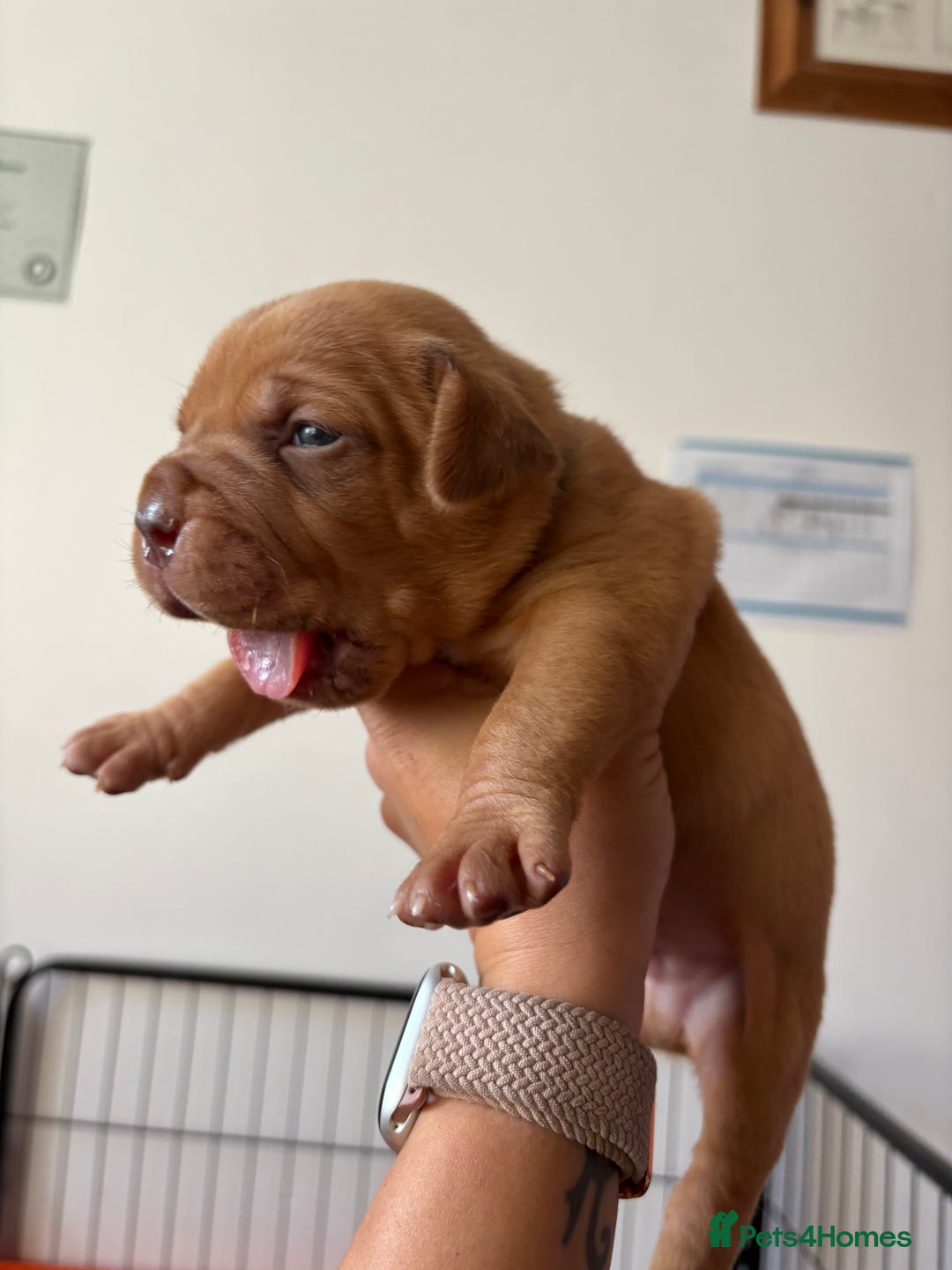 Dogue De Bordeaux dogs for sale: KC reg Dogue de Bordeaux puppies  - Image 22