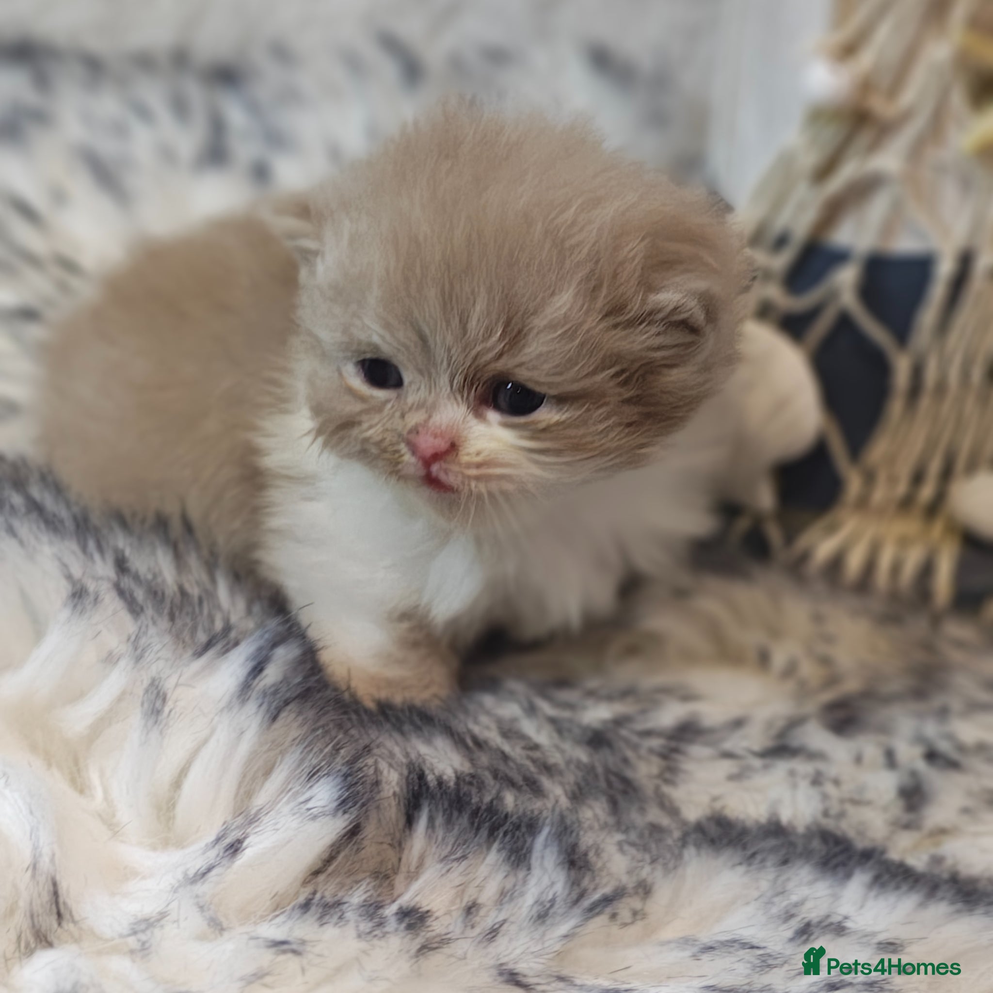 British Longhair cats Cinnamon & fawn bi colour longhair BLH  - Advert 1