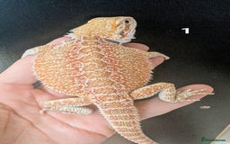 Bearded Dragon reptiles for sale: Female bearded dragons. Last few left - Image 1