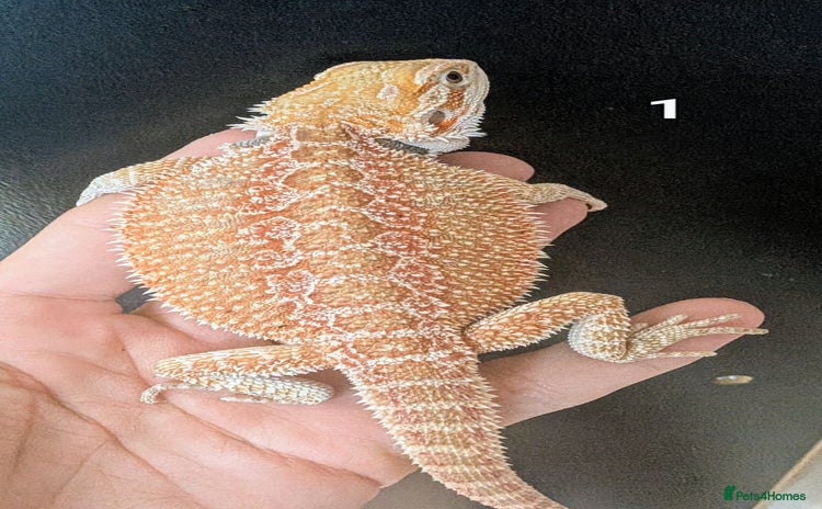 Bearded Dragon reptiles - Advert 2