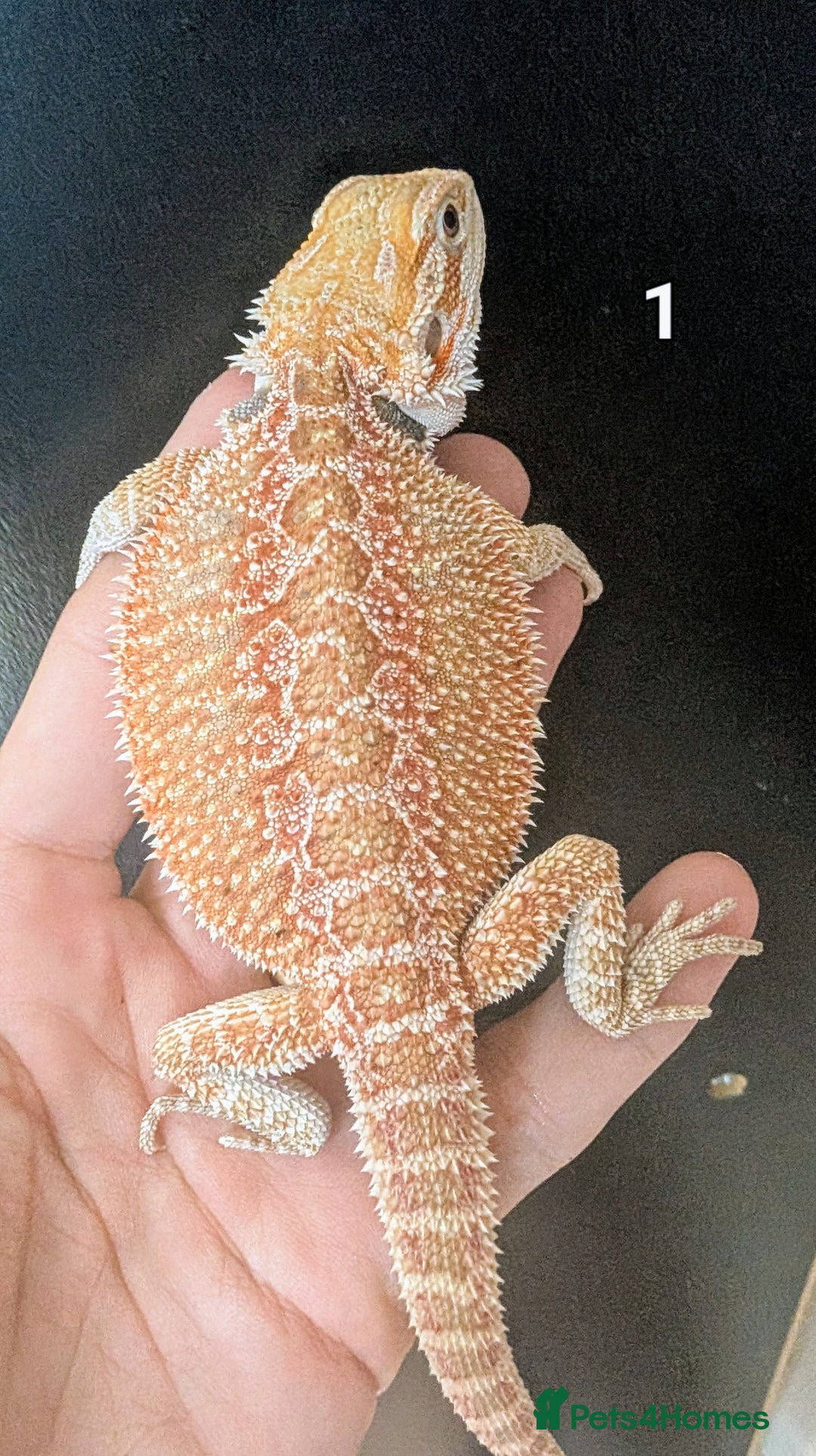 Bearded Dragon reptiles for sale: Female bearded dragons. Last few left - Image 1