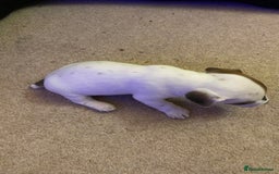 Jack Russell dogs for sale: Small Jack Russell pups  - Image 2