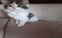 Maine Coon cats for sale: Four gorgeous girls  - Image 6