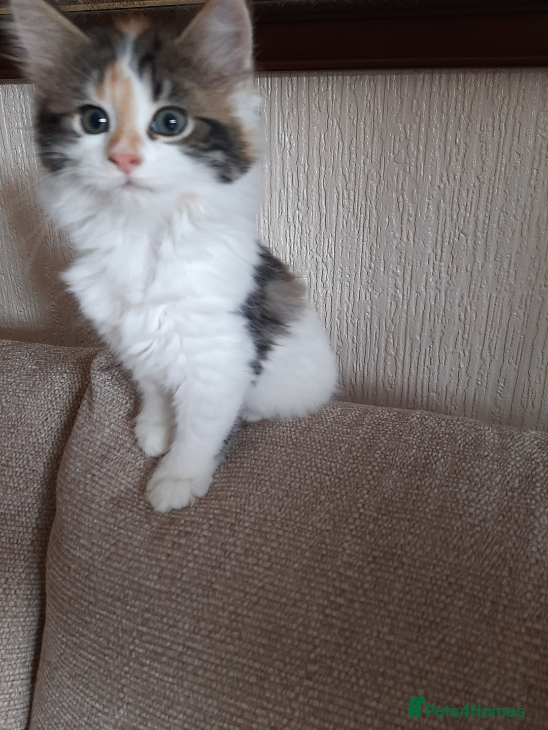 Maine Coon cats for sale: Four gorgeous girls  - Image 6