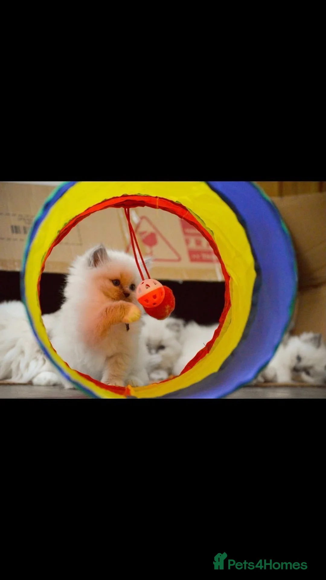 Ragdoll cats for sale: Blue Ragdoll Kittens parents health tested  - Advert 15